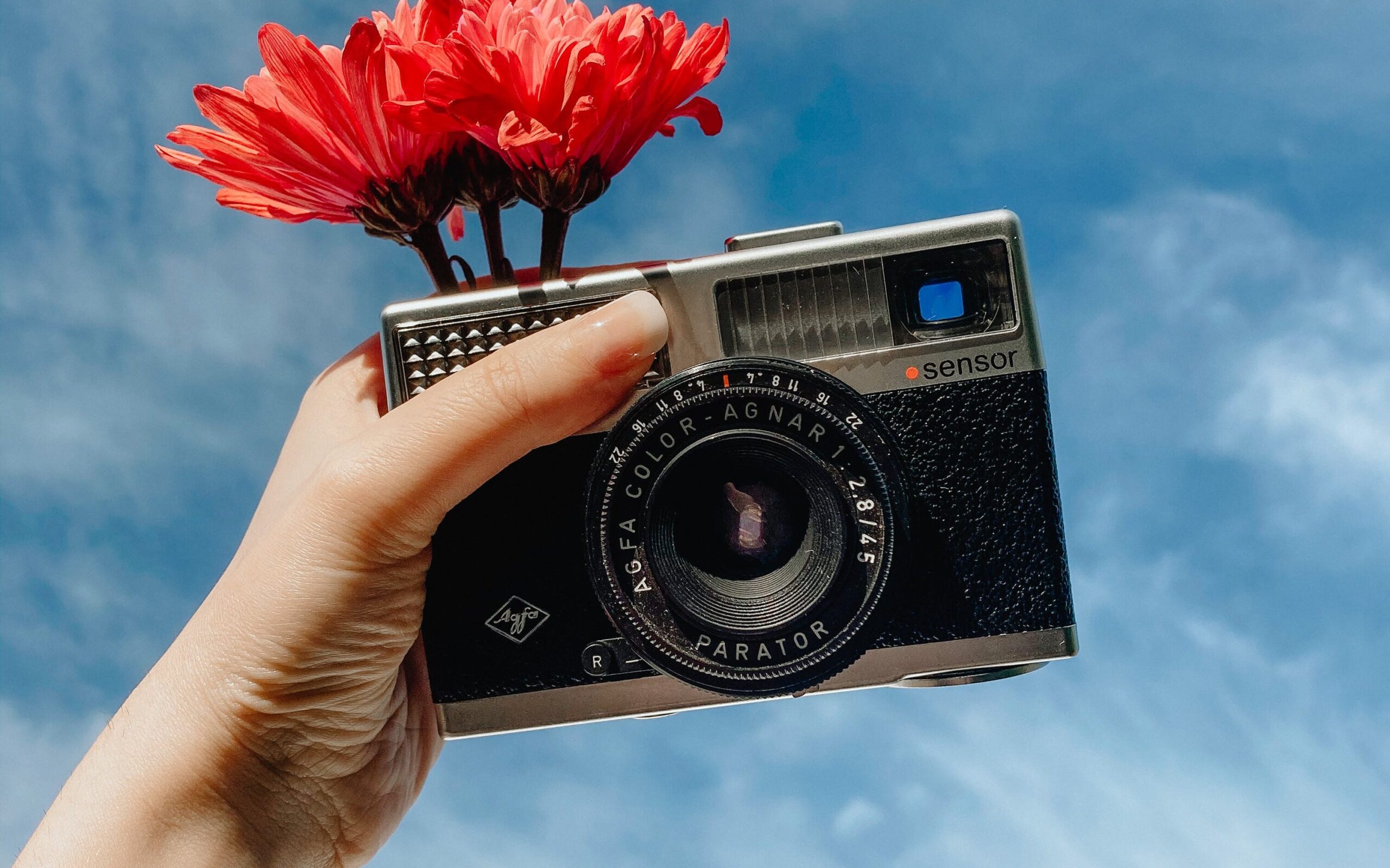 holding vintage camera with a red carnation flower in the sky reminding of nostalgia 

